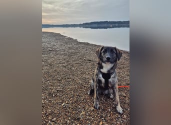 liebe junge Schäferhund Mischlings-Hündin Alma sucht eine Familie