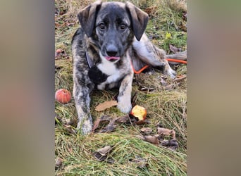 liebe junge Schäferhund Mischlings-Hündin Alma sucht eine Familie
