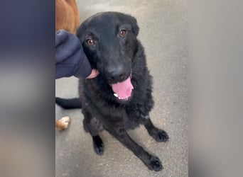 schwarzer Schäferhund Mischlings-Rüde Lupin sucht ein Körbchen