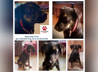 Süßer Welpen Bub Turbo sucht seine Familie
