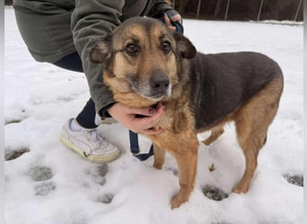 Matilda Schäferhund Mischling Hündin Senior sucht Altersruhesitz für immer