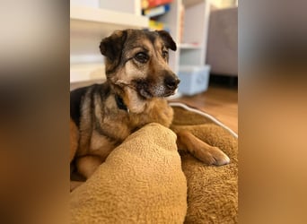 Matilda Schäferhund Mischling Hündin Senior sucht Altersruhesitz für immer