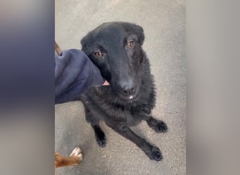 schwarzer Schäferhund Mischlings-Rüde Lupin sucht ein Körbchen