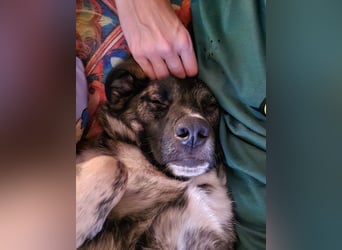 liebe junge Schäferhund Mischlings-Hündin Alma sucht eine Familie