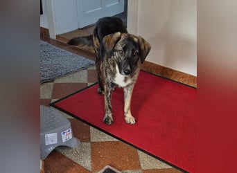 liebe junge Schäferhund Mischlings-Hündin Alma sucht eine Familie