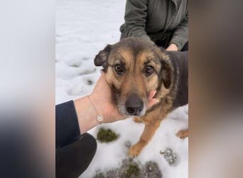 Matilda Schäferhund Mischling Hündin Senior sucht Altersruhesitz für immer