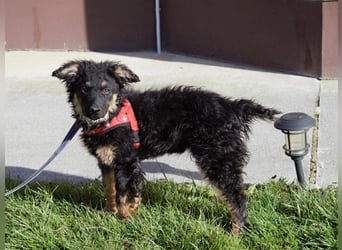 Süßer Schäferhund Mischling Vinko sucht seine Menschen