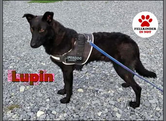 schwarzer Schäferhund Mischlings-Rüde Lupin sucht ein Körbchen