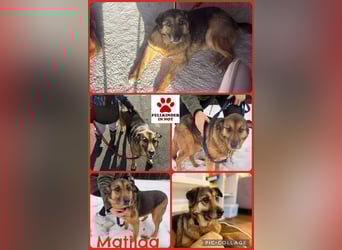 Matilda Schäferhund Mischling Hündin Senior sucht Altersruhesitz für immer