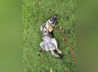 liebe junge Schäferhund Mischlings-Hündin Alma sucht eine Familie