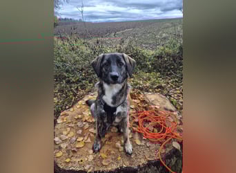 liebe junge Schäferhund Mischlings-Hündin Alma sucht eine Familie