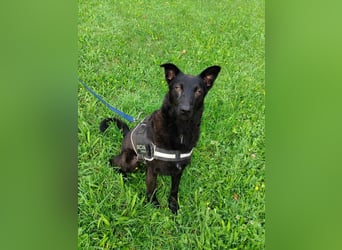 schwarzer Schäferhund Mischlings-Rüde Lupin sucht ein Körbchen