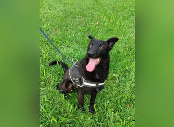 schwarzer Schäferhund Mischlings-Rüde Lupin sucht ein Körbchen