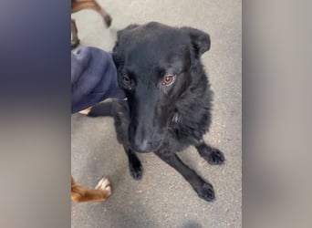 schwarzer Schäferhund Mischlings-Rüde Lupin sucht ein Körbchen
