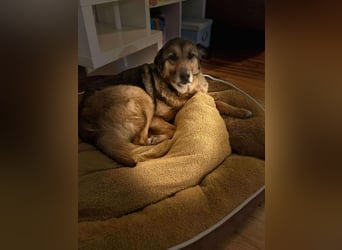 Matilda Schäferhund Mischling Hündin Senior sucht Altersruhesitz für immer