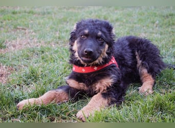 Süßer Schäferhund Mischling Vinko sucht seine Menschen