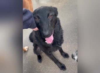 schwarzer Schäferhund Mischlings-Rüde Lupin sucht ein Körbchen