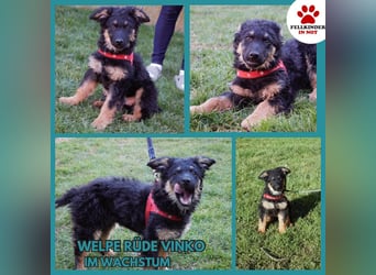 Süßer Schäferhund Mischling Vinko sucht seine Menschen