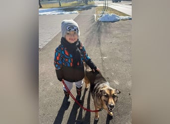 Matilda Schäferhund Mischling Hündin Senior sucht Altersruhesitz für immer