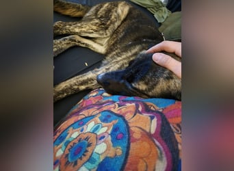 liebe junge Schäferhund Mischlings-Hündin Alma sucht eine Familie