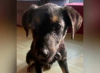 Süßer Welpen Bub Turbo sucht seine Familie