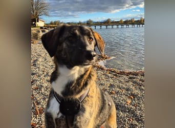 liebe junge Schäferhund Mischlings-Hündin Alma sucht eine Familie