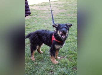 Süßer Schäferhund Mischling Vinko sucht seine Menschen