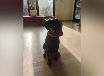 Süßer Welpen Bub Turbo sucht seine Familie