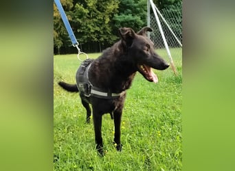 schwarzer Schäferhund Mischlings-Rüde Lupin sucht ein Körbchen