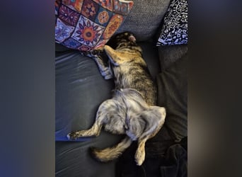 liebe junge Schäferhund Mischlings-Hündin Alma sucht eine Familie