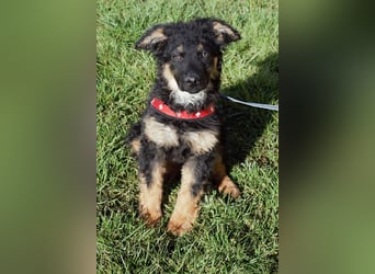 Süßer Schäferhund Mischling Vinko sucht seine Menschen