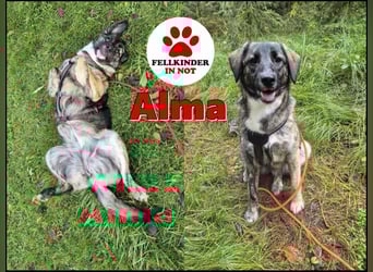 liebe junge Schäferhund Mischlings-Hündin Alma sucht eine Familie