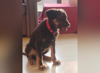 Süßer Welpen Bub Turbo sucht seine Familie