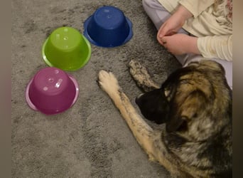 liebe junge Schäferhund Mischlings-Hündin Alma sucht eine Familie