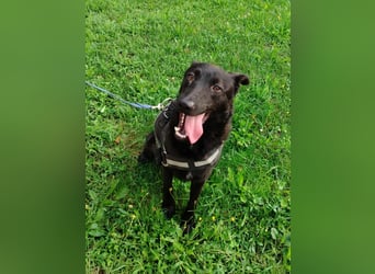 schwarzer Schäferhund Mischlings-Rüde Lupin sucht ein Körbchen