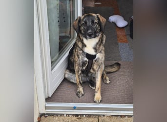 liebe junge Schäferhund Mischlings-Hündin Alma sucht eine Familie