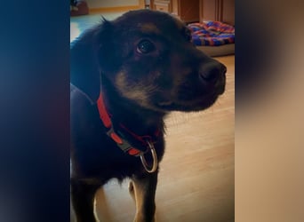 Süßer Welpen Bub Turbo sucht seine Familie