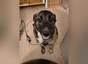 liebe junge Schäferhund Mischlings-Hündin Alma sucht eine Familie
