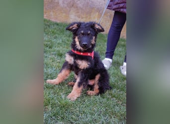 Süßer Schäferhund Mischling Vinko sucht seine Menschen