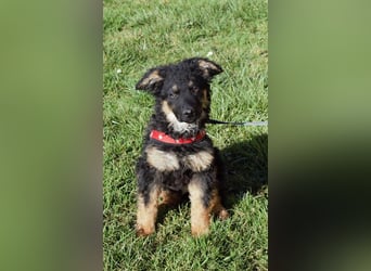 Süßer Schäferhund Mischling Vinko sucht seine Menschen