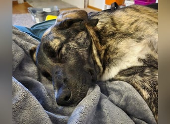 liebe junge Schäferhund Mischlings-Hündin Alma sucht eine Familie