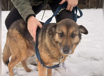 Matilda Schäferhund Mischling Hündin Senior sucht Altersruhesitz für immer