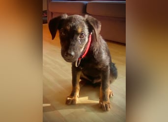 Süßer Welpen Bub Turbo sucht seine Familie