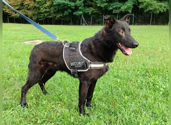 schwarzer Schäferhund Mischlings-Rüde Lupin sucht ein Körbchen