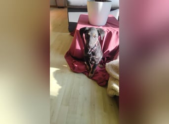 Süßer Welpen Bub Turbo sucht seine Familie