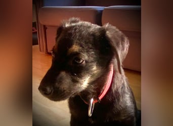 Süßer Welpen Bub Turbo sucht seine Familie