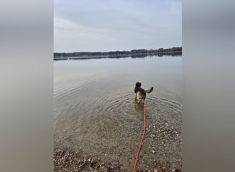 liebe junge Schäferhund Mischlings-Hündin Alma sucht eine Familie