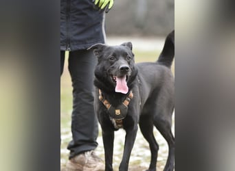 FIETE ist klug, freundlich und mutig!