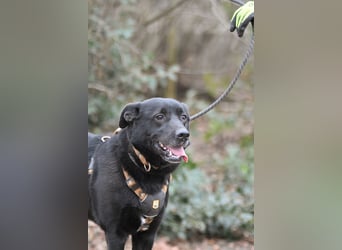 FIETE ist klug, freundlich und mutig!