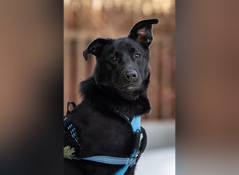 FIETE ist klug, freundlich und mutig!